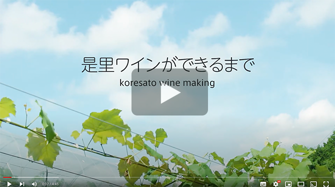 記事 ワイン工程紹介動画のアイキャッチ画像